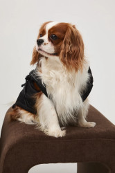 Bunda pro mazlíčka Medicine