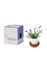 Sada pro pěstování rostlin Noted Eggling Lavender de Provence