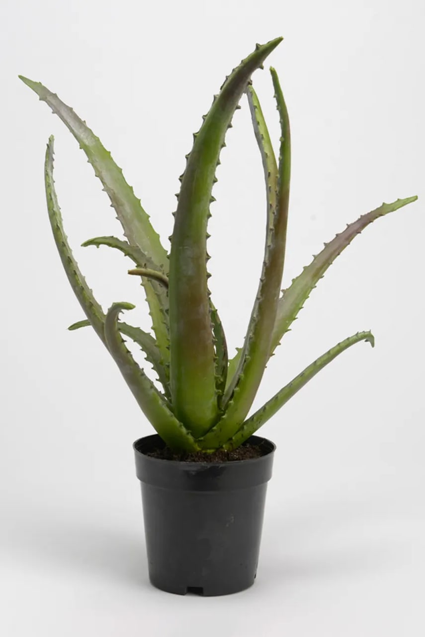 Umělá rostlina v květináči home & lifestyle 48 cm