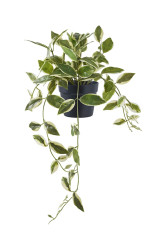 Umělá rostlina v květináči House Nordic Hoya