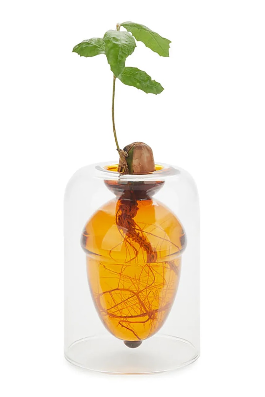 Váza na pěstování semen Balvi Acorn Vase 12 x 8,4 x 8,4 cm