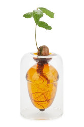 Váza na pěstování semen Balvi Acorn Vase 12 x 8,4 x 8,4 cm